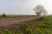 a dirt road running through a foggy field with a single tree and fence on the side