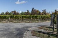 Rural Landscape in Ontario, Canada: A Daytime View