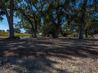 a park with lots of trees and grass on the ground and trees around it are covered in dirt