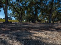 a park with lots of trees and grass on the ground and trees around it are covered in dirt