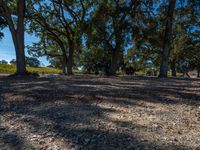 a park with lots of trees and grass on the ground and trees around it are covered in dirt