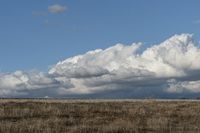 Rural Landscape: Open Space with Grassy Plain