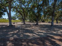 an image of trees in an outdoor area on a sunny days day at the park