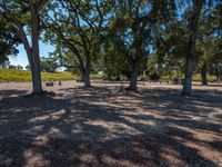 an image of trees in an outdoor area on a sunny days day at the park