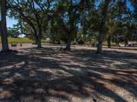 an image of trees in an outdoor area on a sunny days day at the park