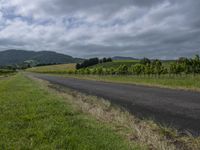 a paved country road stretches alongside the grassy hill - side area with a row of grape vines lining both sides