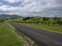 a paved country road stretches alongside the grassy hill - side area with a row of grape vines lining both sides