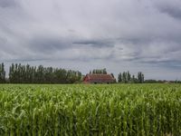 a red barn surrounded by large green crops and trees on a cloudy day next to a field