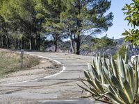 Rural Landscape: Road with Asphalt in California