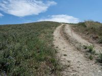 Rural Landscape Road: A Beautiful Day under Clear Skies