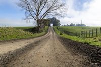 a dirt road winds away from the grass and trees, with no leaves on it