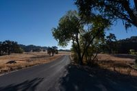 Rural Landscape: Road Through Farmland with Vegetation