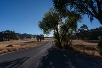 Rural Landscape: Road Through Farmland with Vegetation