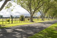 Rural Landscape: Road Through Green Grass