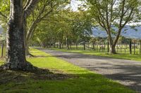 Rural Landscape: Road and Green Grass