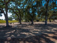 many trees and people walking under them at a park with gravel and grass in the foreground