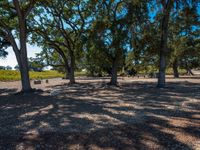 many trees and people walking under them at a park with gravel and grass in the foreground