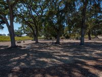 many trees and people walking under them at a park with gravel and grass in the foreground