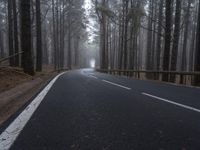 the road is empty in the forest as fog covers the ground and the trees are tall