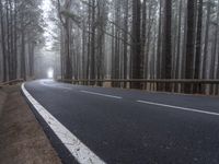 the road is empty in the forest as fog covers the ground and the trees are tall