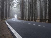 the road is empty in the forest as fog covers the ground and the trees are tall