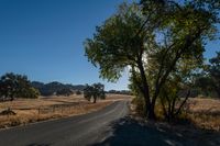 Rural Landscape: A Straight Road Lined with Trees