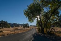 Rural Landscape: A Straight Road Lined with Trees