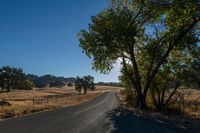 Rural Landscape: A Straight Road Lined with Trees