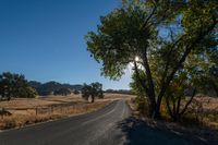 Rural Landscape: A Straight Road Lined with Trees