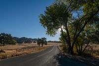 Rural Landscape: A Straight Road Lined with Trees