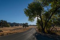 Rural Landscape: A Straight Road Lined with Trees