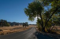 Rural Landscape: A Straight Road Lined with Trees