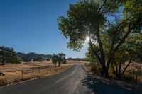 Rural Landscape: A Straight Road Lined with Trees