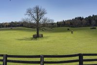 cows and sheep graze on lush green grass in a fenced area in a pasture