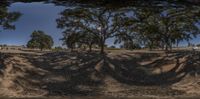 view down a tree covered dirt hill with trees, one large and the other smaller