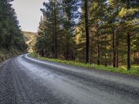 Rural Landscape: Tree on Road Surface