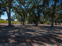 several trees with leaves on them in the sunlight and a brown field next to it