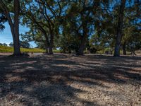 several trees with leaves on them in the sunlight and a brown field next to it