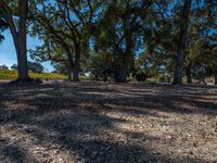 several trees with leaves on them in the sunlight and a brown field next to it