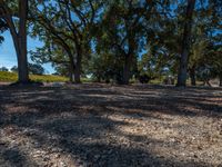 several trees with leaves on them in the sunlight and a brown field next to it