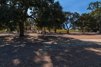 a person that is standing on a field with some trees in the background a field has many trees and there are blue sky above