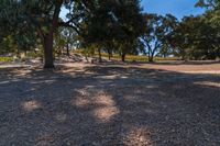 a person that is standing on a field with some trees in the background a field has many trees and there are blue sky above