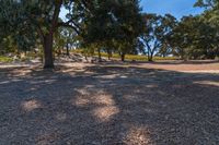 a person that is standing on a field with some trees in the background a field has many trees and there are blue sky above