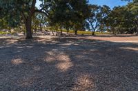 a person that is standing on a field with some trees in the background a field has many trees and there are blue sky above