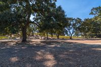 a person that is standing on a field with some trees in the background a field has many trees and there are blue sky above