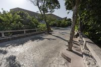 Rural Landscape: Tree and Walkway in Mexico