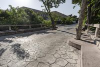 Rural Landscape: Tree and Walkway in Mexico