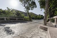 Rural Landscape: Tree and Walkway in Mexico