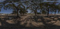 multiple photos taken in a small square with trees on either side of a field and dirt road to the other side