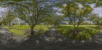 a series of pictures shows trees in an outdoor setting with grass and other plants around them